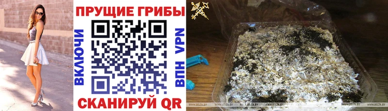 Галлюциногенные грибы Cubensis  shop какой сайт  Кохма 